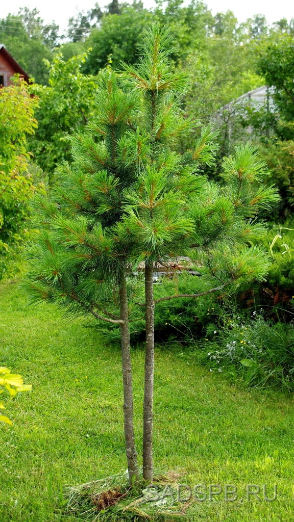 Кедр сибирский, Pinus sibirica,  букетная посадка